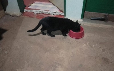 Subea faz alerta sobre cuidados com gatos durante o calor.