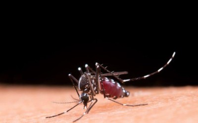 Aprenda a diferenciar os sintomas da dengue e da gripe.