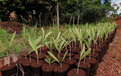Plantio do Bosque da COP15 começa neste sábado.