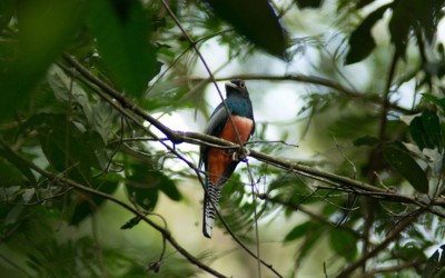 Campo Grande celebra três anos como Capital do Birdwatching.