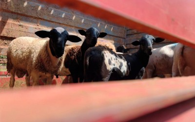 Primeiro embarque de ovinos marca nova fase do setor em CG.