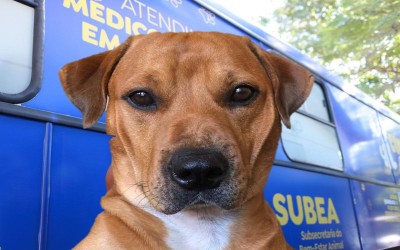 Subea adia adoção de pets na Praça da Bolívia.