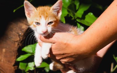 Feira de adoção de pets acontece nesse domingo.