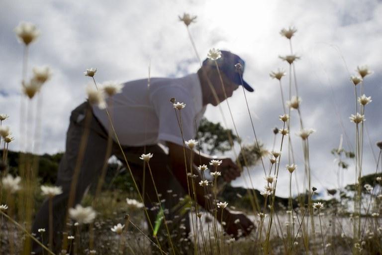 Guia traz orientações para solicitar reconhecimento de sistemas agrícolas tradicionais