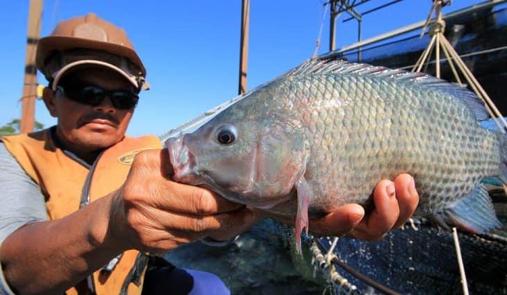 Mato Grosso do Sul produz 52% da tilápia exportada pelo Brasil e é o líder nacional na produção do peixe enviado ao exterior.