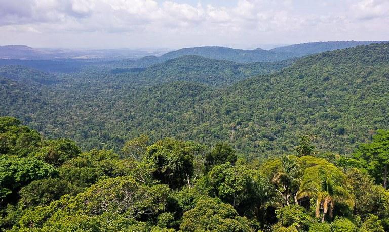 Plataforma digital fará pagamento por preservação de florestas