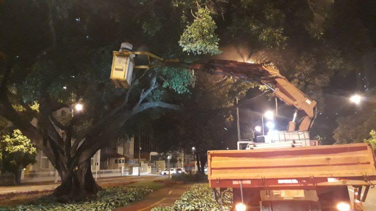 Prefeitura aplica bioprotetor natural em árvores  centenárias na avenida  Afonso Pena.