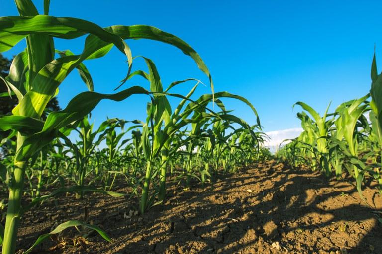 Safra 2021/2022  Produção agrícola na próxima safra deve chegar a 290 milhões de toneladas