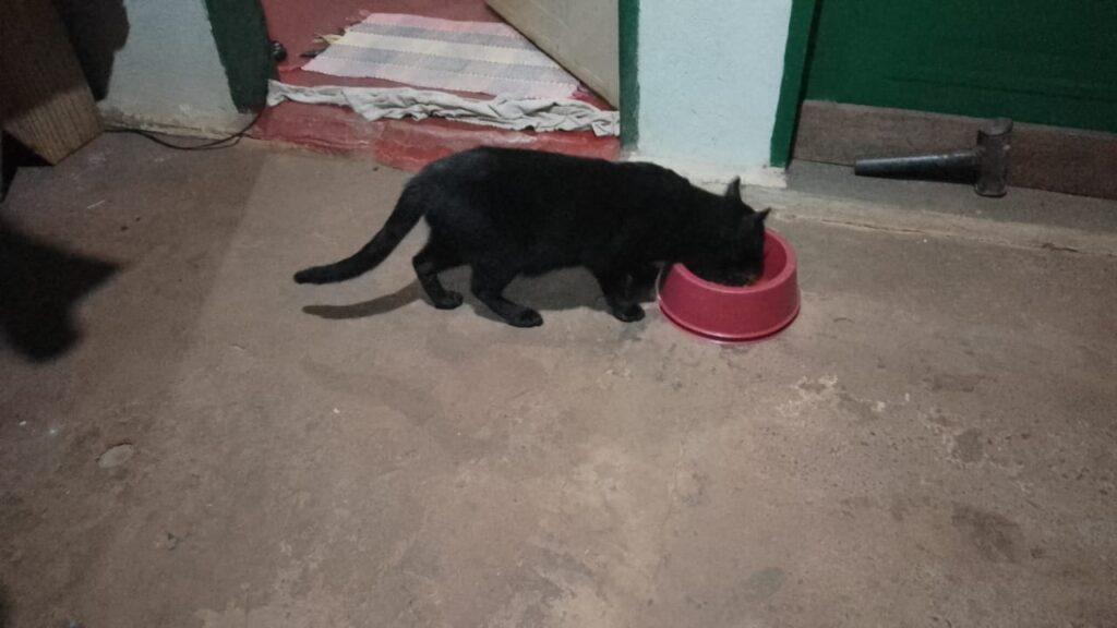 Subea faz alerta sobre cuidados com gatos durante o calor.