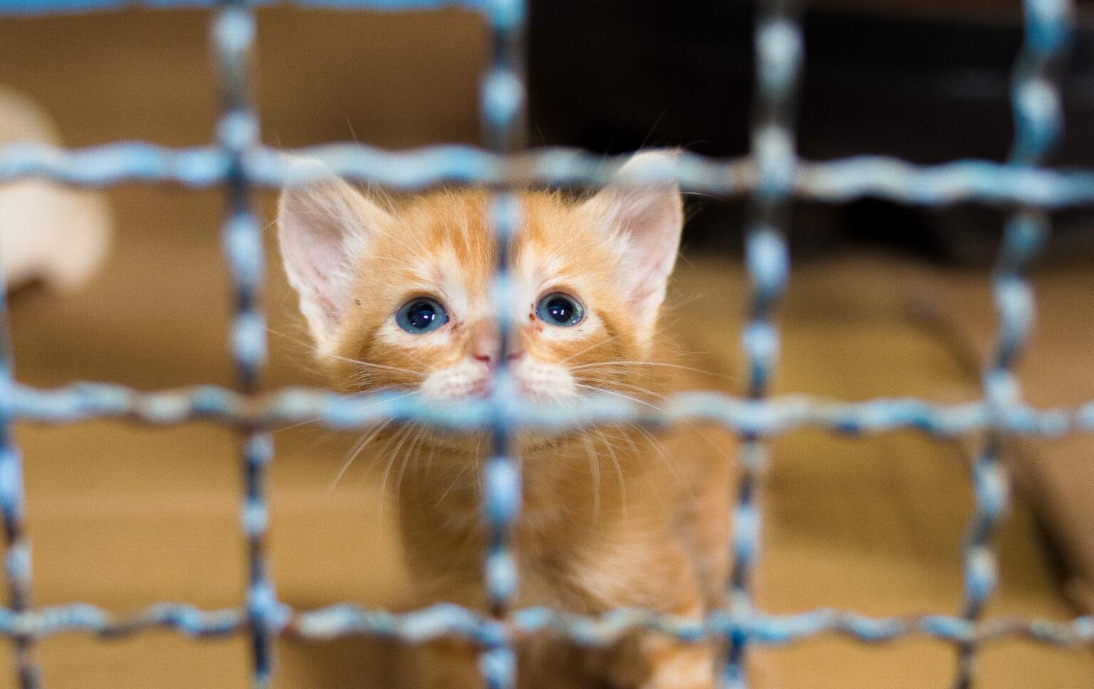 Prefeitura de Campo Grande realiza feira de adoção de pets neste domingo.
