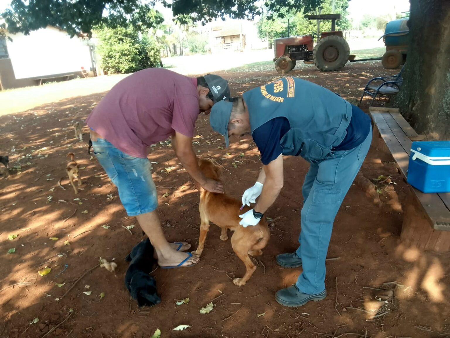 Prefeitura leva nesta segunda-feira vacinação contra raiva aos bairros Nova Campo Grande e Caiçara.