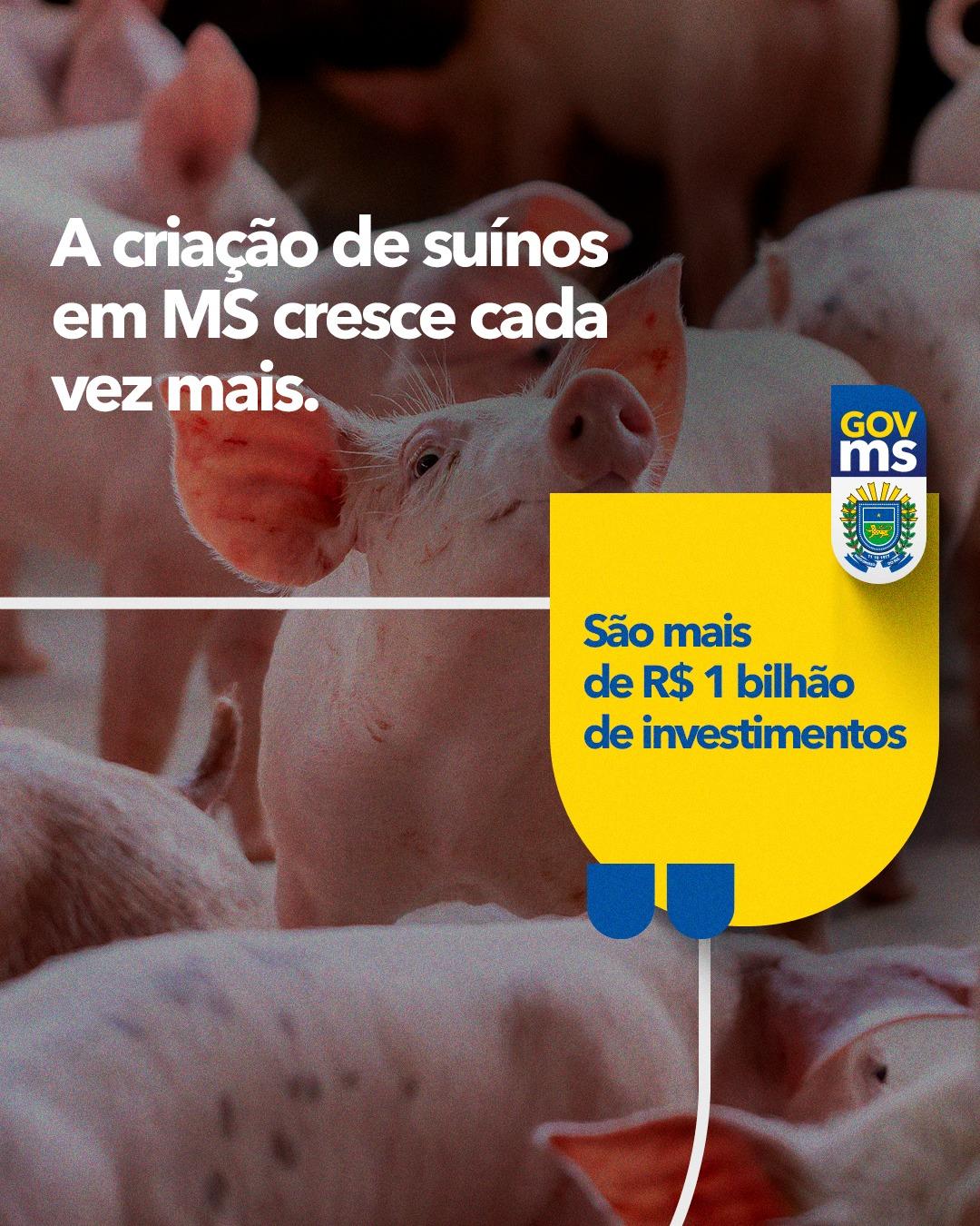 Quanto mais a criação de suínos cresce, mais o Governo de Mato Grosso do Sul se desenvolve. 