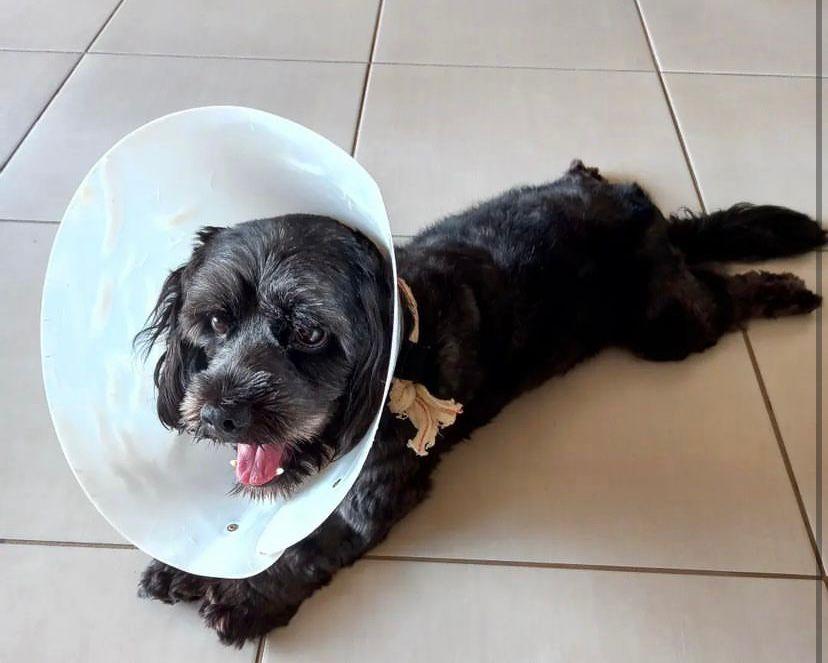 Subea orienta sobre cuidados no pós-operatório da castração de pets.
