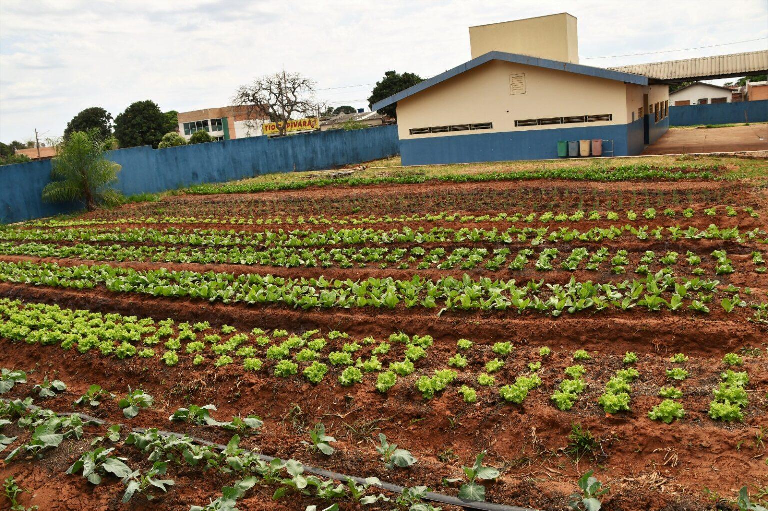 No dia internacional para a erradicação da pobreza, Prefeitura inaugura horta no Cras Vida Nova.