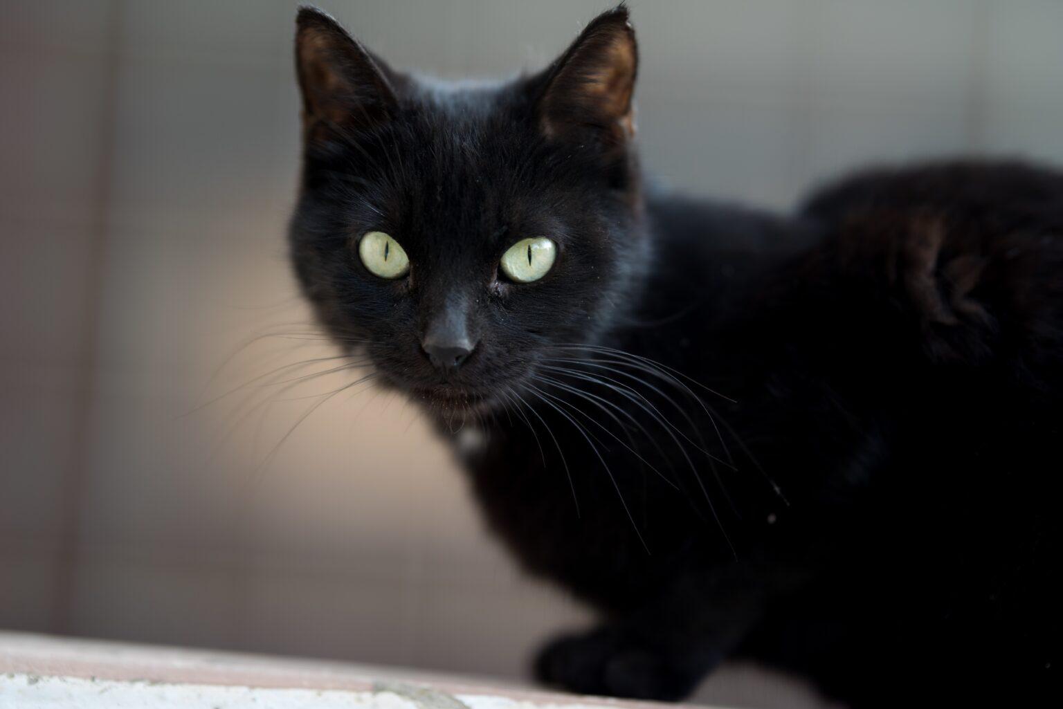 Veterinários e protetores chamam atenção para cuidados e adoção consciente de gatos pretos.