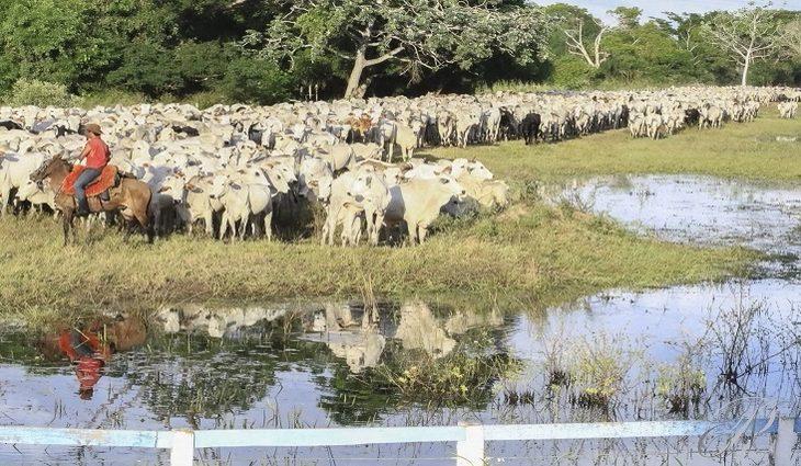Atualização cadastral e declaração semestral de rebanhos chega na reta final com excelentes resultados.