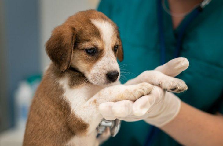 Inédito no Estado, programa MS Vida Animal lança Caravana da Castração na quarta-feira.