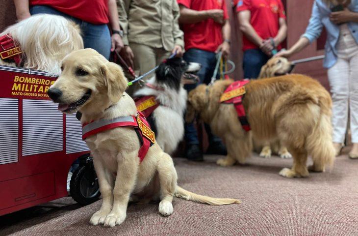 Na vanguarda, MS agora tem programa de castração e 1º plano para defesa e proteção da vida animal.