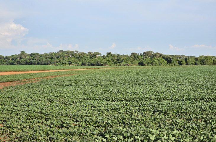 Plantio da safra de soja é prorrogado até o dia 13 de janeiro em Mato Grosso do Sul.