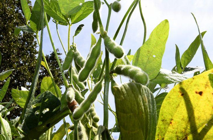 Prazo para plantio de soja tem alterações neste final de ano em Mato Grosso do Sul.