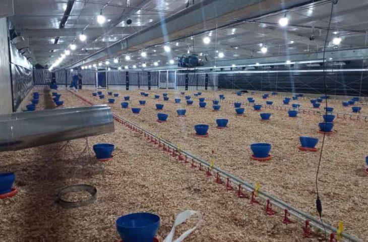 Frango Vida: incentivo a avicultura de MS garante mais de R$ 35 milhões aos produtores e ânimo ao setor.