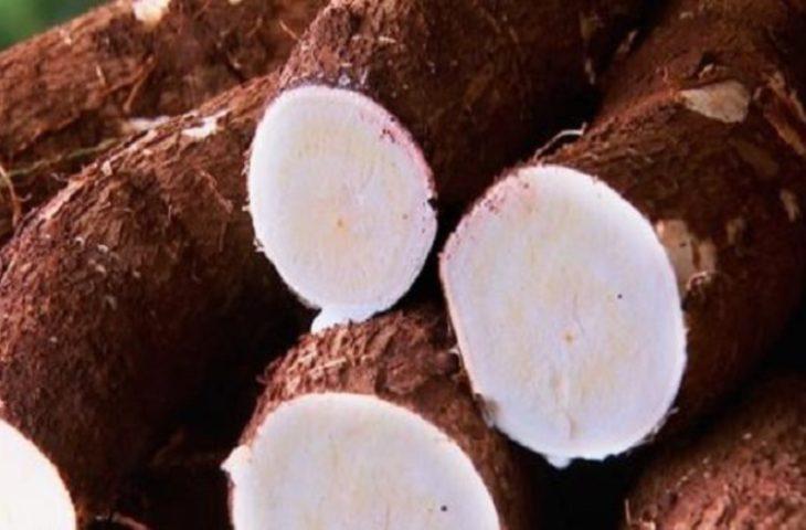 MS bate recorde na produção de mandioca e lidera exportação de fécula no País.