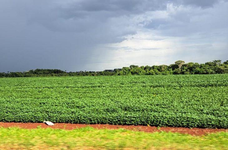 Prazo para cadastro de áreas de plantio de soja encerra em 31 de janeiro em MS.