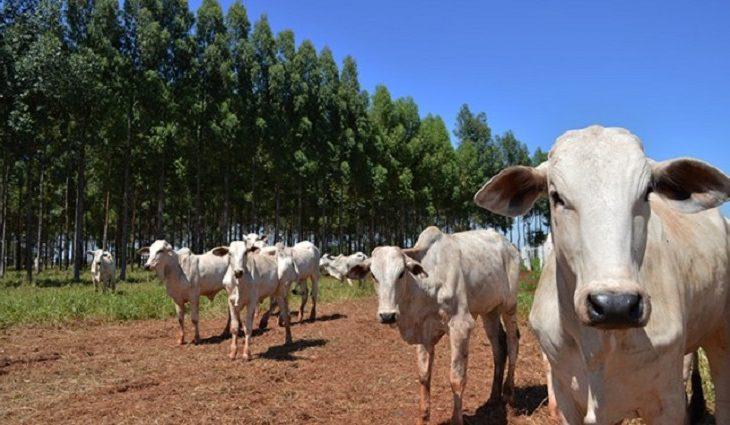 Precoce MS avança com abate de 1,3 milhão de cabeças e incentivo de quase R$ 117 milhões aos produtores.