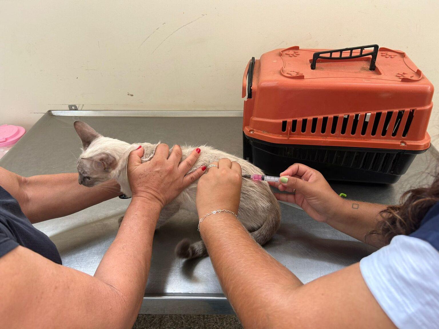 Subea destaca a importância de manter a vacinação dos pets em dia.