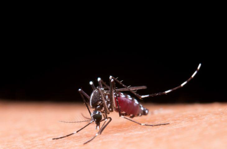 Aprenda a diferenciar os sintomas da dengue e da gripe.