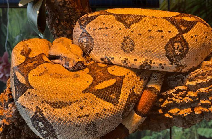 Bioparque garante 2ª chance para jiboia Rachel Carson e reforça saúde e bem-estar animal como prioridades.
