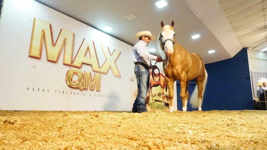 Expogrande abre circuito de leilões no sábado com 40 reprodutores nelore P.O 