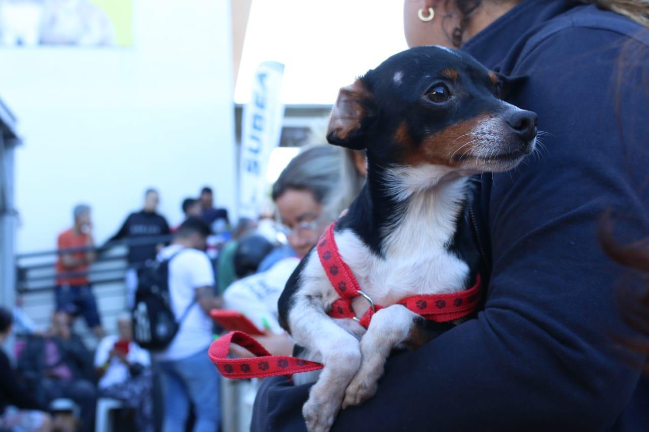 Serviços veterinários oferecidos pela Prefeitura salvam animais e dão alívio a tutores que não teriam condições financeiras para custear procedimentos.