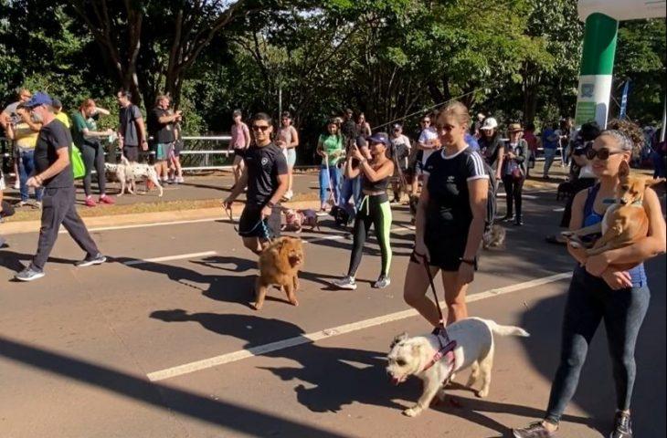 Abril Laranja: Ações de conscientização contra maus-tratos a animais chegam a Bodoquena e Corumbá.
