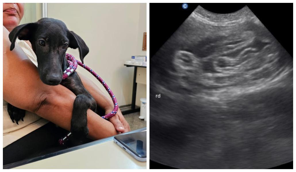 Convênio da Prefeitura salva vida de cachorrinha que tinha parasita raro nos rins.