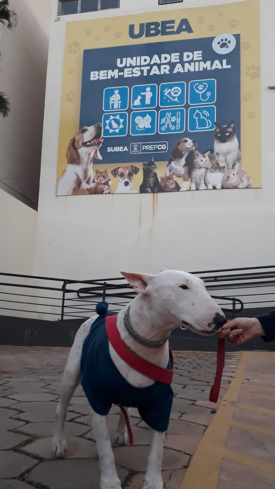 Leishmaniose: tratamento adequado garante saúde e qualidade de vida ao pet.