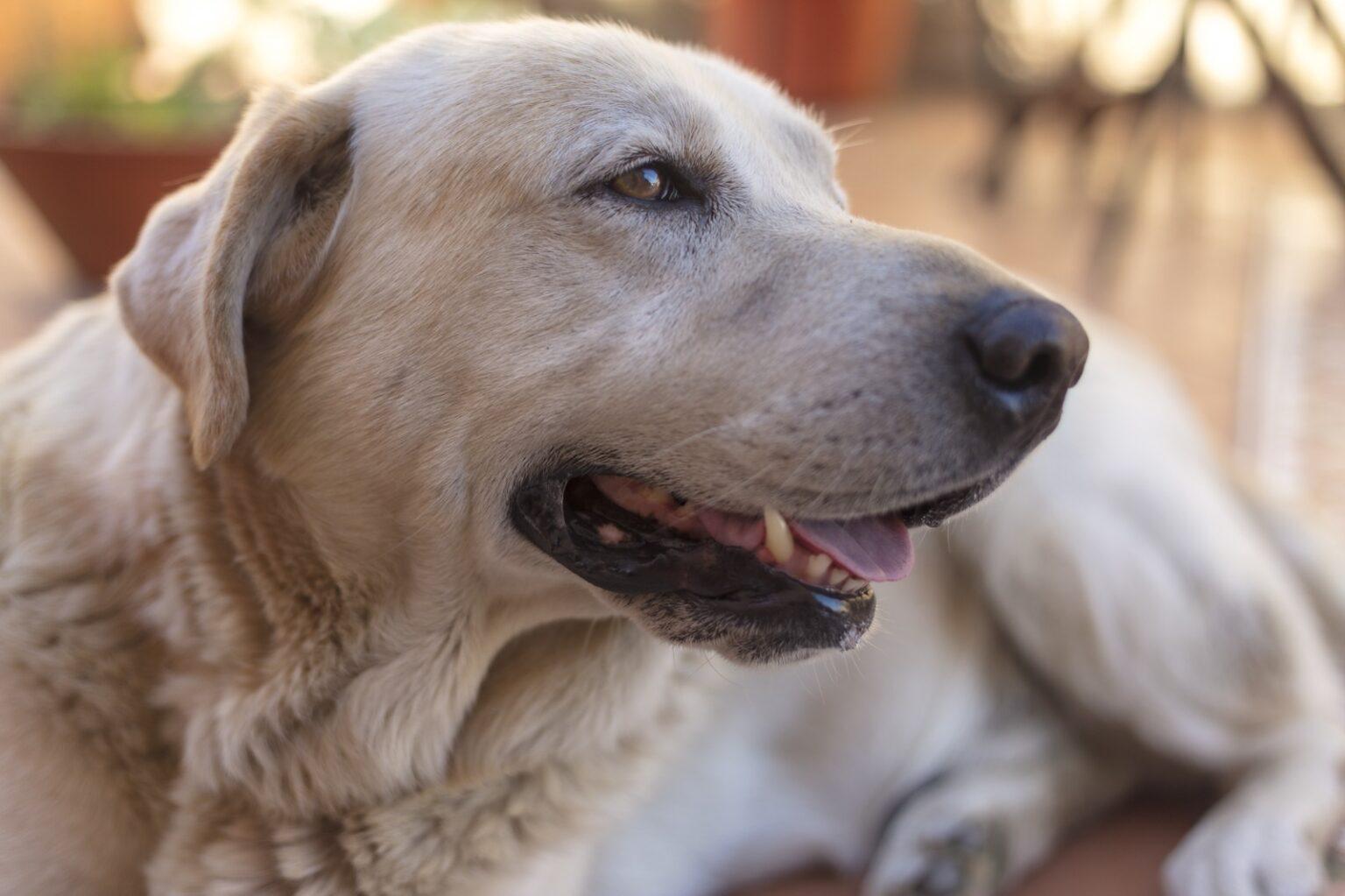 Subea realiza ação de adoção de cães e gatos adultos neste sábado.