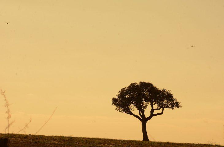 Tempo seco: semana de baixa umidade do ar e muito calor em Mato Grosso do Sul.