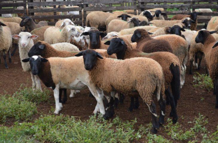 Iagro estabelece normas para trânsito de ovinos e caprinos após MS ser reconhecido área livre de febre aftosa.