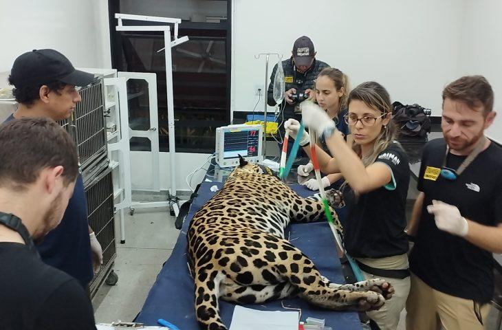 Onça-pintada resgatada em incêndio, volta ao Pantanal de MS após 43 dias de tratamento.