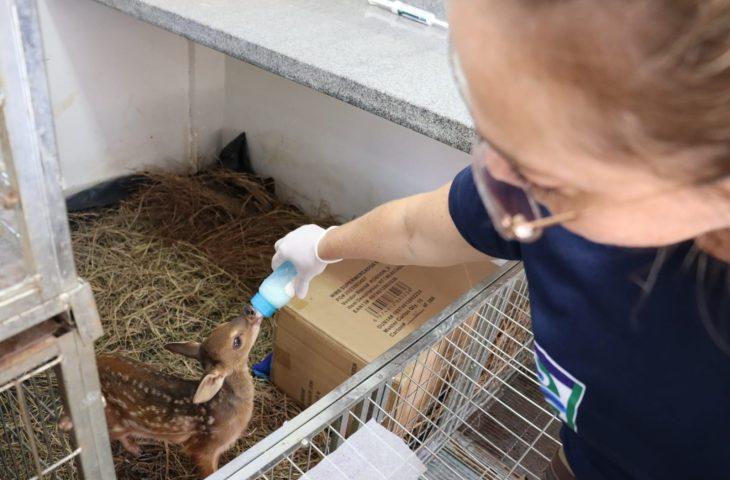 Hospital Ayty, do Imasul, é esperança para mais de 60 filhotes órfãos e sob cuidados intensivos.