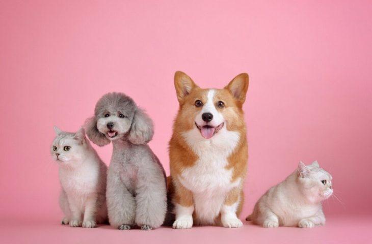 Outubro Rosa Pet: campanha estadual conscientiza sobre câncer em animais domésticos.