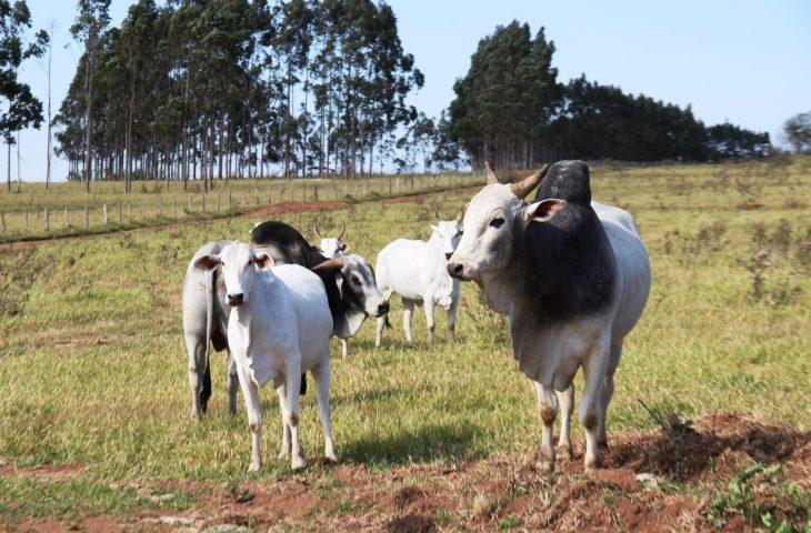 Atenção: pecuaristas devem atualizar cadastro de rebanhos na Iagro até o dia 30 de novembro.