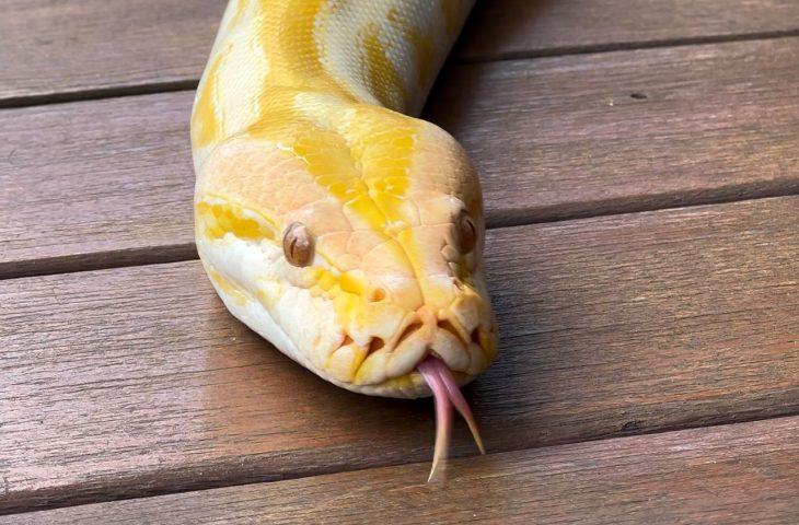 Píton albina que não pode retornar à natureza ganhará nova chance no Bioparque Pantanal.