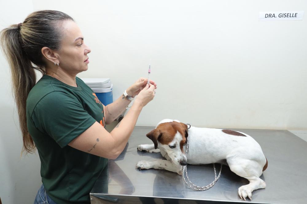 Vacinação na próxima quarta-feira atenderá cães e gatos nas unidades de emergência e na Praça Ari Coelho.