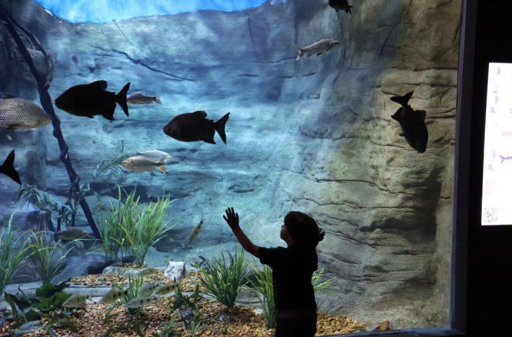 Bioparque Pantanal celebra a marca de 1 milhão de visitantes sendo referência no turismo da Capital.