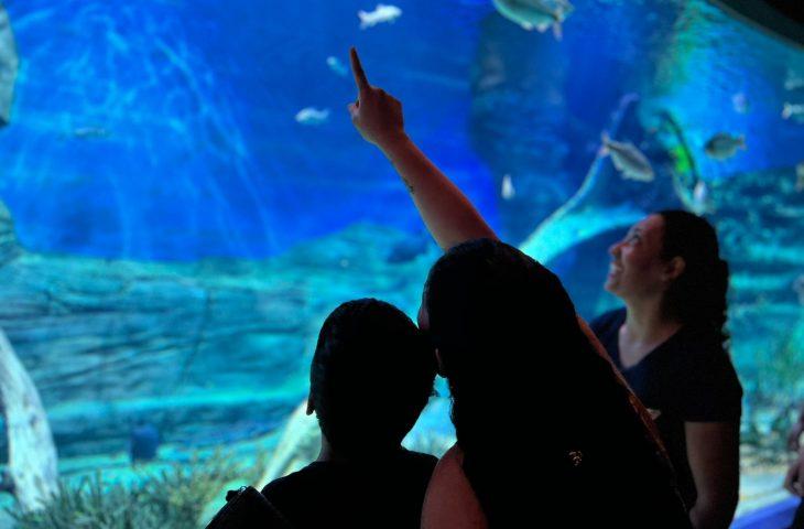 Bioparque Pantanal encerra 2024 com recorde de público, avanços científicos e inclusão.