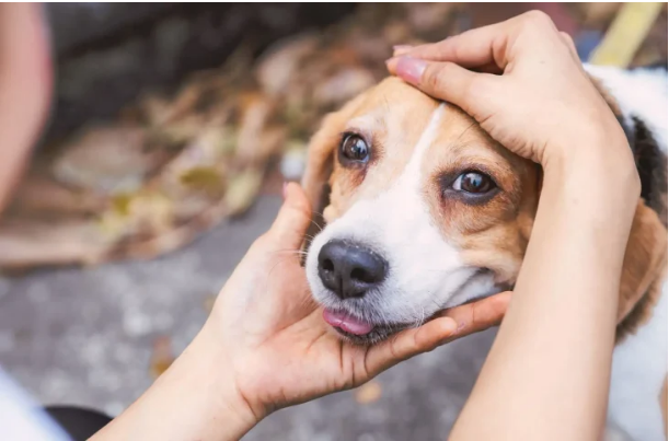 Campanha Dezembro Verde combate o abandono de animais e conscientiza sobre adoção responsável.