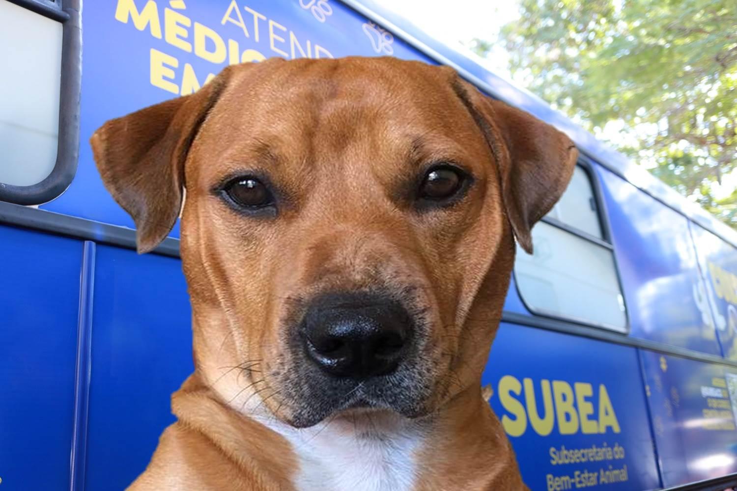 Consultório Móvel da Prefeitura de Campo Grande leva atendimento veterinário a bairros em dezembro.
