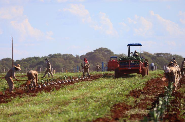 Governo de MS concede benefício fiscal para incentivar a expansão da citricultura no Estado.